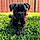 Xena