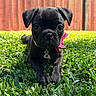 Xena joined the competition — help win amazing prizes! puppy, dog, black_dog, grass, outdoor, pet, cute, young_dog, collar, pink_bow, fence, sunlight, animal, portrait, laying_down, greenery, small_dog, summer, nature, adorable