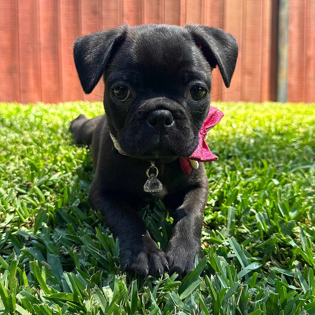 Xena