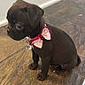 Xena joined the competition — help win amazing prizes! puppy, dog, black_dog, bow_tie, pet, indoor, floor, cute, small_dog, sitting, collar, young_dog, looking, animal, adorable, companion, domestic_animal, side_view, portrait, furry