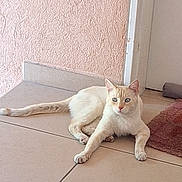 Tyler a rejoint le concours — aidez-le/la à gagner de superbes lots ! abyssinian, accessories, angora, animal, cat, door, doormat, hardwood, homedecor, indoors, kitten, leash, linen, manx, mat, pet, siamese, slate, strap, wood