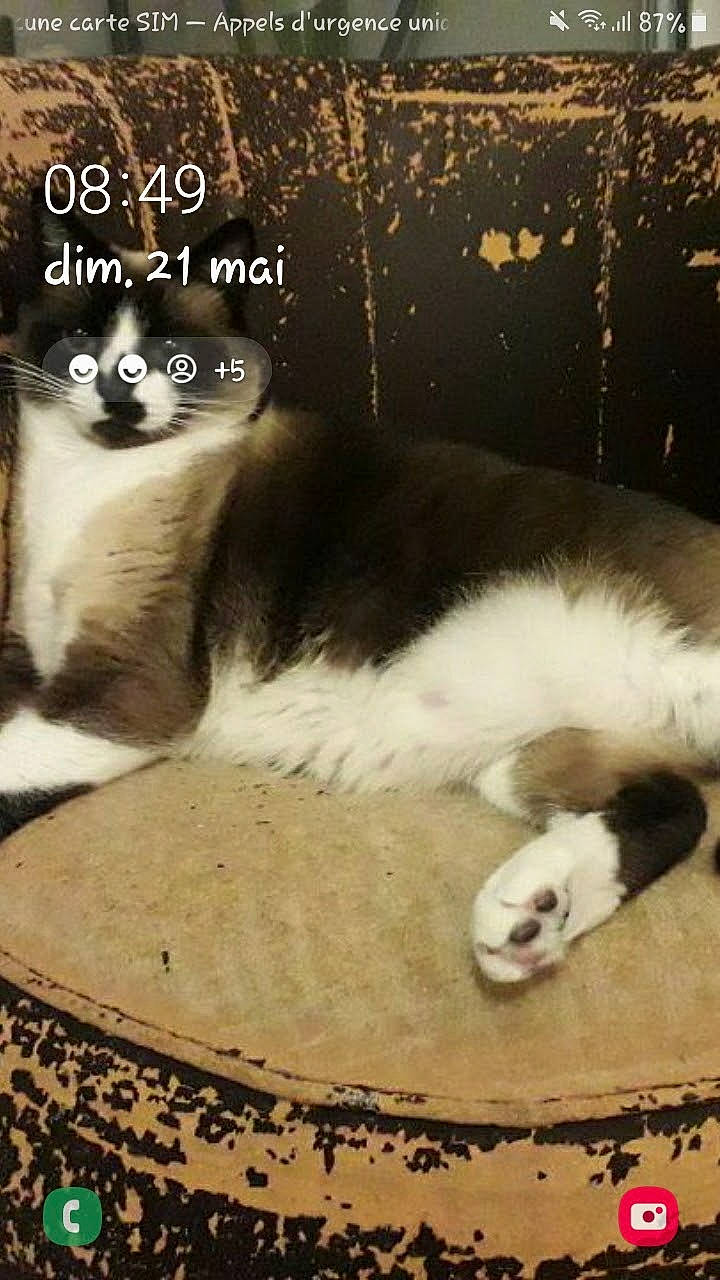 Nesquik participe au concours pour gagner de l'argent avec cette photo : carnivore, cat, cat_bed, cat_supply, claw, comfort, companion_dog, domestic_short_haired_cat, felidae, font, fur, paw, photo_caption, small_to_medium_sized_cats, snout, tail, terrestrial_animal, whiskers, window, wood