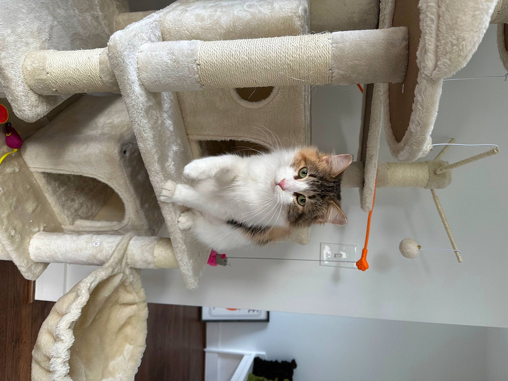 Pumpkin joined the competition — help win amazing prizes! carnivore, cat, domestic_short_haired_cat, door, felidae, fur, grey, linens, plant, room, small_to_medium_sized_cats, tail, twig, whiskers, wood, woven_fabric