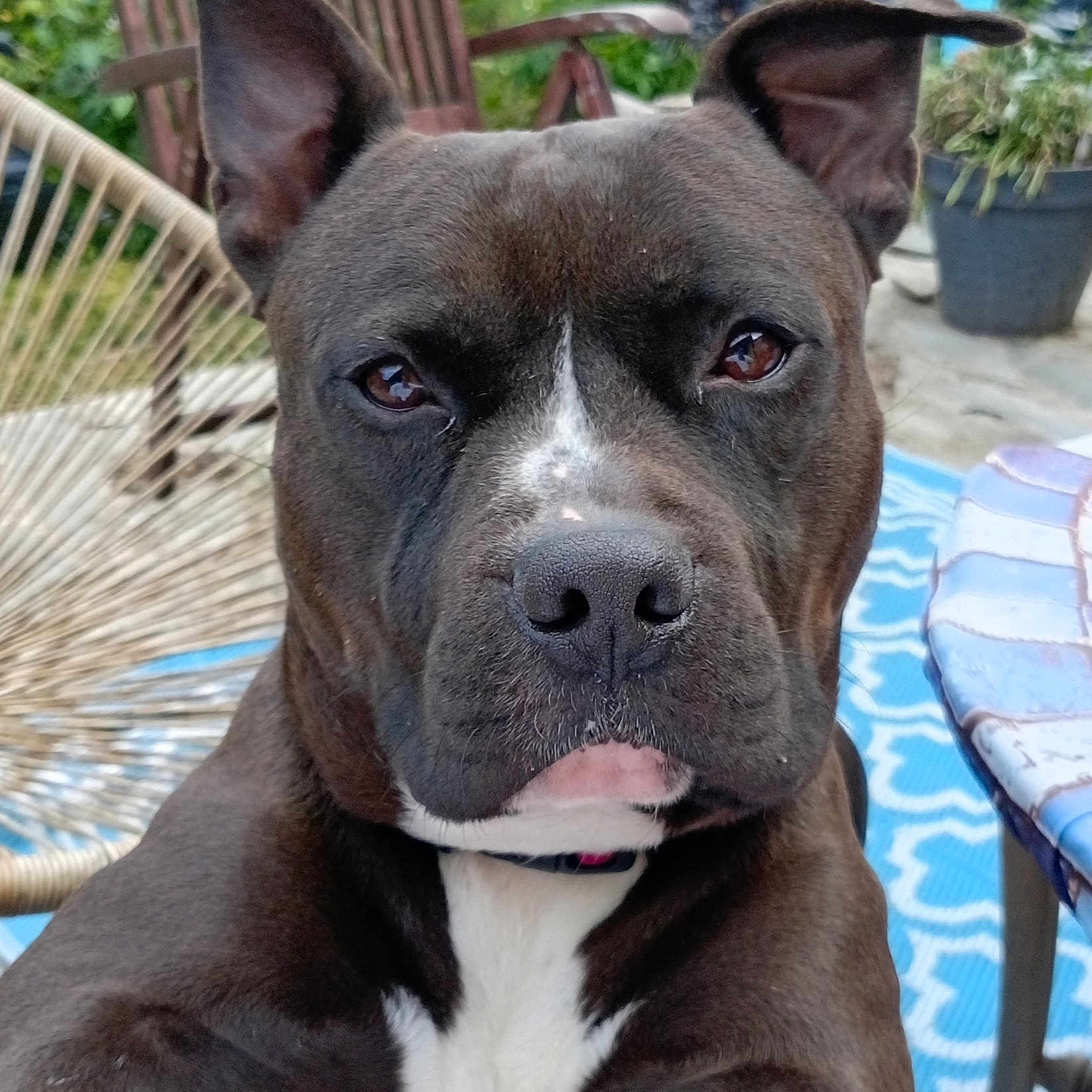 Shadow participe au concours pour gagner de l'argent avec cette photo : dog, brown_dog, white_chest, close_up, outdoor, garden, furniture, chair, table, rug, pet, animal, ears, face, nose, eyes, expression, canine, looking, sitting