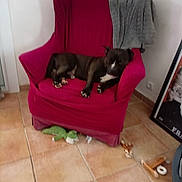 Shadow a rejoint le concours — aidez-le/la à gagner de superbes lots ! dog, armchair, red_cover, gray_blanket, tiled_floor, stuffed_toy, green_crocodile, dog_toys, relaxing, sleeping, indoor, cozy, home, pet, resting, furniture, corner, picture_frame, brown_dog, white_patch