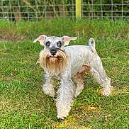Romeo joined the competition — help win amazing prizes! dog, schnauzer, pet, animal, grass, outdoor, beard, fur, canine, walking, nature, greenery, fence, ears, snout, portrait, mammal, grass_field, daylight, cute