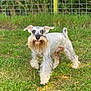 dog, schnauzer, pet, animal, grass, outdoor, beard, fur, canine, walking, nature, greenery, fence, ears, snout, portrait, mammal, grass_field, daylight, cute