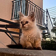 Rava a rejoint le concours — aidez-le/la à gagner de superbes lots ! kitten, cat, fluffy, outdoor, ledge, building, balcony, stairs, window, fence, sunset, sky, plant, animal, pet, young, cute, fur, sitting, blur