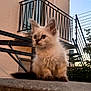 kitten, cat, fluffy, outdoor, ledge, building, balcony, stairs, window, fence, sunset, sky, plant, animal, pet, young, cute, fur, sitting, blur