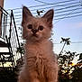 kitten, cat, fluffy, outdoor, plants, stairs, twilight, sky, power_lines, silhouette, pet, animal, cute, feline, young, whiskers, ears, soft, nature, evening