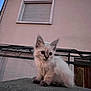 kitten, cat, animal, pet, furry, outdoor, building, window, concrete, curious, evening, young, small, ears, face, whiskers, fence, dusk, soft, cute