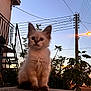 kitten, cat, outdoor, twilight, streetlamp, power_lines, plant, fence, building, ledgestone, sky, dusk, blurry, animal, pet, cute, fur, ears, sitting, nature
