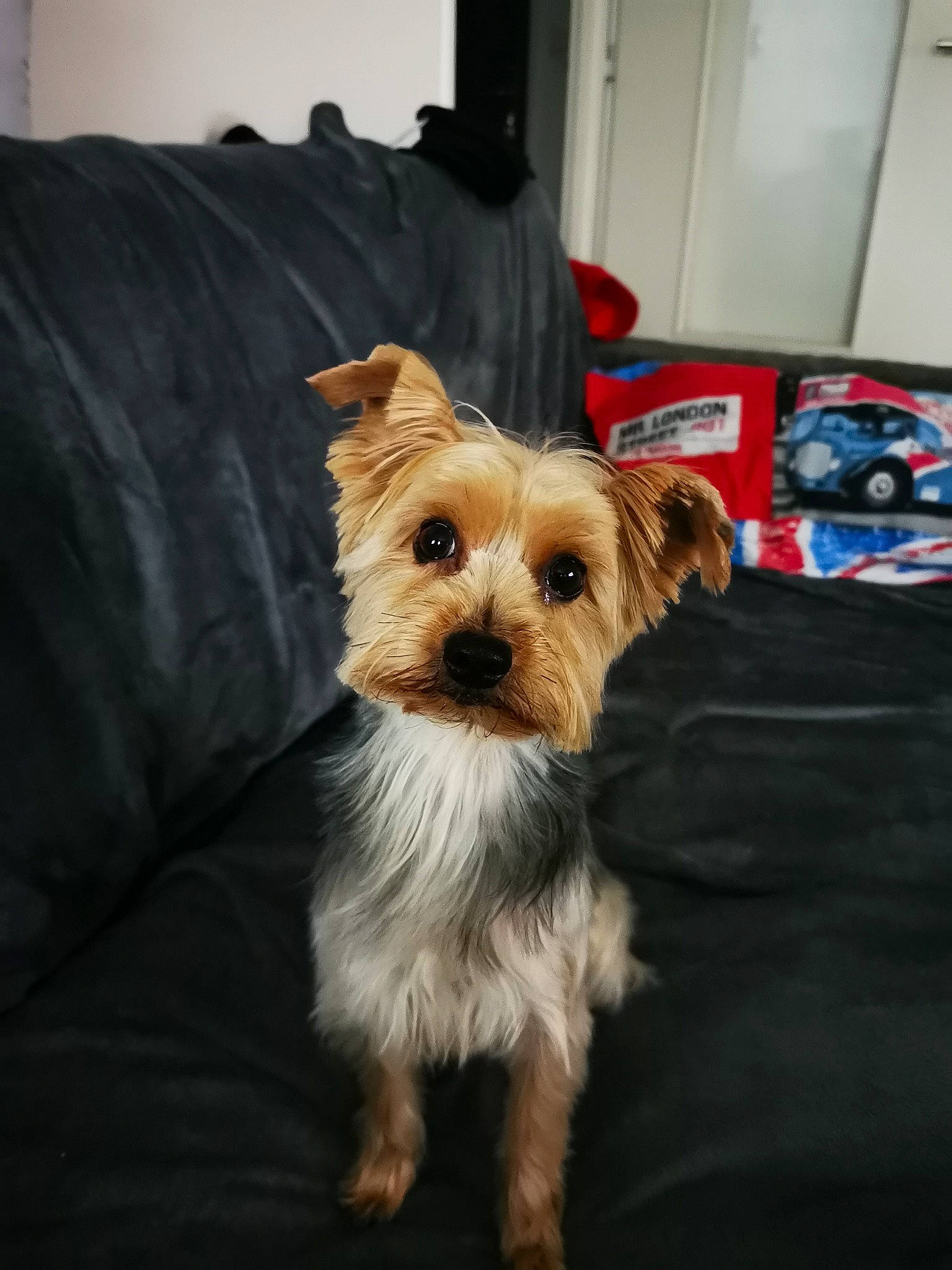 Chanel participe au concours pour gagner de l'argent avec cette photo : biewer_terrier, carnivore, companion_dog, couch, dog, dog_breed, dog_clothes, dog_supply, fashion_accessory, fur, liver, small_terrier, terrier, toy_dog, working_animal, working_terrier, yorkipoo, yorkshire_terrier