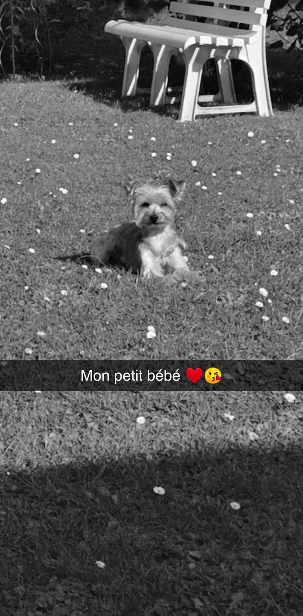 Chanel participe au concours pour gagner de l'argent avec cette photo : asphalt, canidae, carnivore, companion_dog, dog, dog_breed, dog_supply, font, line, paw, road, road_surface, sidewalk, small_terrier, snout, soil, sporting_group, stock_photography, street, toy_dog