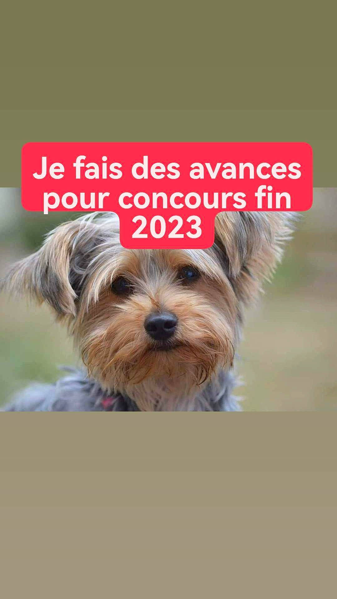 Chanel a rejoint le concours — aidez-le/la à gagner de superbes lots ! biewer_terrier, canidae, carnivore, companion_dog, dog, dog_breed, dog_supply, font, liver, photo_caption, sharing, small_terrier, snout, sporting_group, terrier, toy_dog, water_dog, working_animal, yorkshire_terrier
