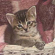 Loonie joined the competition — help win amazing prizes! abyssinian, animal, armchair, basket, bed, blanket, canine, cat, chair, couch, cushion, dog, furniture, homedecor, husky, kitten, linen, manx, pet, siamese