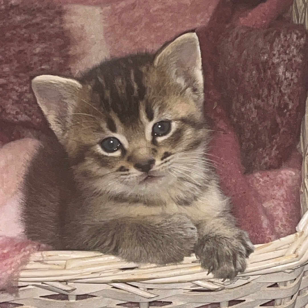 Loonie joined the competition — help win amazing prizes! abyssinian, animal, armchair, basket, bed, blanket, canine, cat, chair, couch, cushion, dog, furniture, homedecor, husky, kitten, linen, manx, pet, siamese