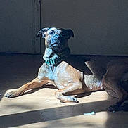 Naya a rejoint le concours — aidez-le/la à gagner de superbes lots ! animal, brown, calm, canine, collar, dog, domestic, floor, home, indoor, light, pet, portrait, quiet, relaxed, resting, shadow, shadow_play, sunlight, wooden_floor