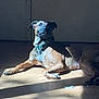 animal, brown, calm, canine, collar, dog, domestic, floor, home, indoor, light, pet, portrait, quiet, relaxed, resting, shadow, shadow_play, sunlight, wooden_floor