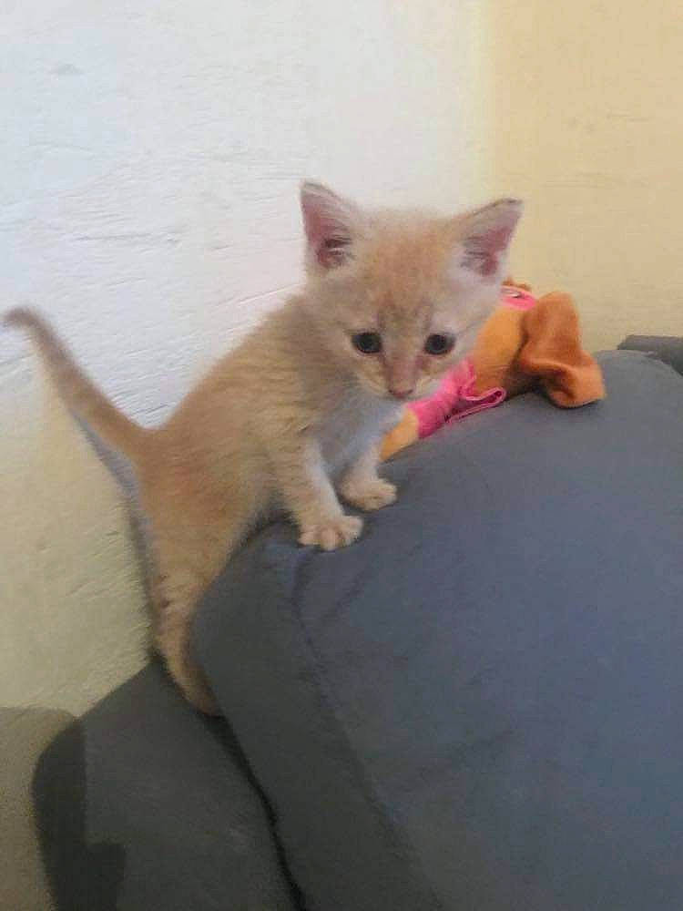 Simba a rejoint le concours — aidez-le/la à gagner de superbes lots ! arabian_mau, burmese, carnivore, cat, colorpoint_shorthair, domestic_short_haired_cat, fawn, felidae, german_rex, kitten, mammal, ojos_azules, polydactyl_cat, singapura, skin, small_to_medium_sized_cats, tail, turkish_angora, vertebrate, whiskers