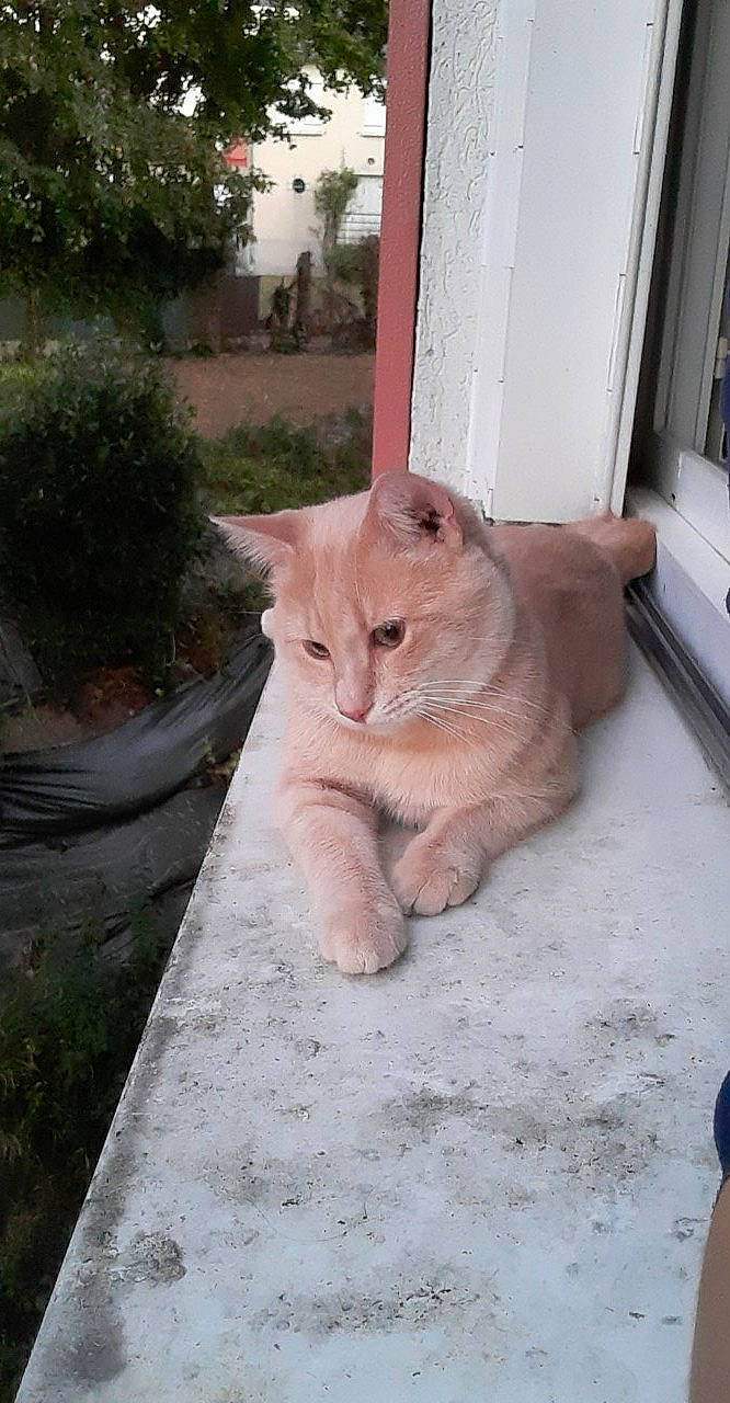 Simba participe au concours pour gagner de l'argent avec cette photo : asian, british_shorthair, burmilla, carnivore, cat, domestic_short_haired_cat, european_shorthair, fawn, felidae, mammal, small_to_medium_sized_cats, vertebrate, whiskers