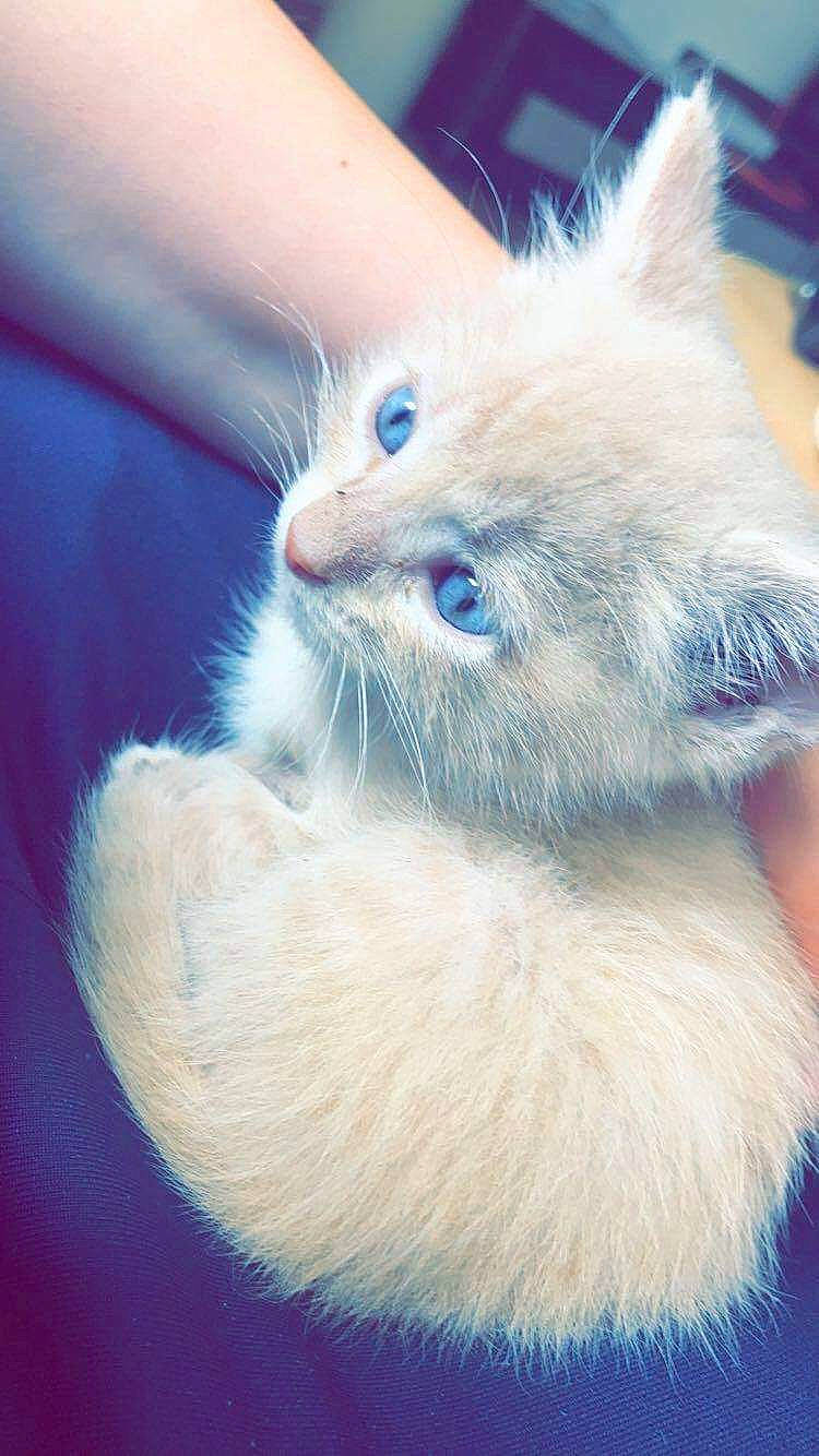 Simba participe au concours pour gagner de l'argent avec cette photo : asian_semi_longhair, british_longhair, british_semi_longhair, carnivore, cat, domestic_long_haired_cat, felidae, fur, kitten, mammal, ojos_azules, persian, polydactyl_cat, ragamuffin, ragdoll, siberian, small_to_medium_sized_cats, turkish_angora, turkish_van, whiskers