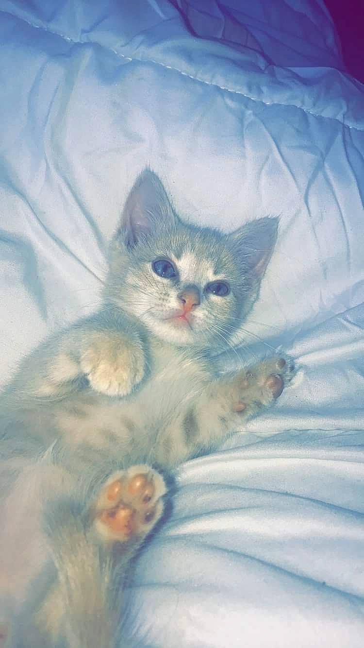 Simba participe au concours pour gagner de l'argent avec cette photo : asian, burmilla, carnivore, cat, domestic_short_haired_cat, felidae, kitten, ojos_azules, ragdoll, small_to_medium_sized_cats, turkish_angora, whiskers