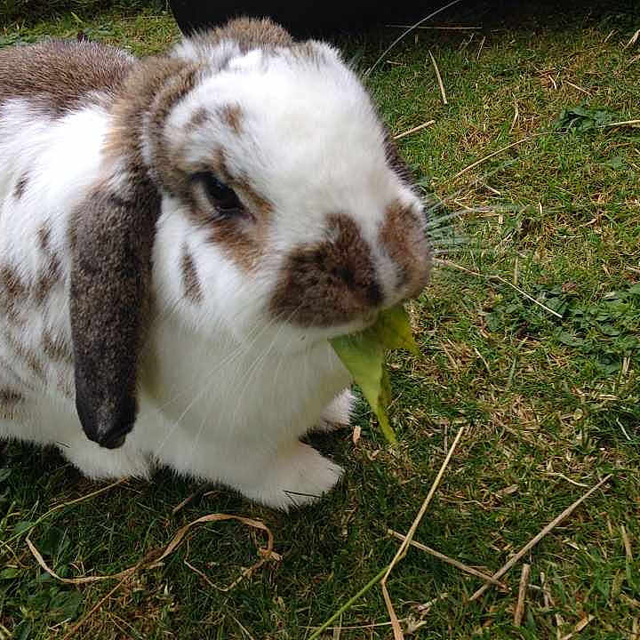 Flopsy is registered to the contest to win money with this photo: