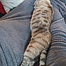 animal, blanket, cat, comfort, couch, cozy, domestic, feline, fur, gray, home, indoor, paws, pet, relaxing, resting, sleeping, sofa, striped, tail