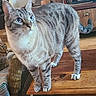 Floki a rejoint le concours — aidez-le/la à gagner de superbes lots ! animal, background_cat, basket, blue_eyes, cat, cozy, curious, domestic_cat, furniture, household, indoor, looking_away, paws, pet, striped, tabby_cat, tail, two_cats, whiskers, wooden_table