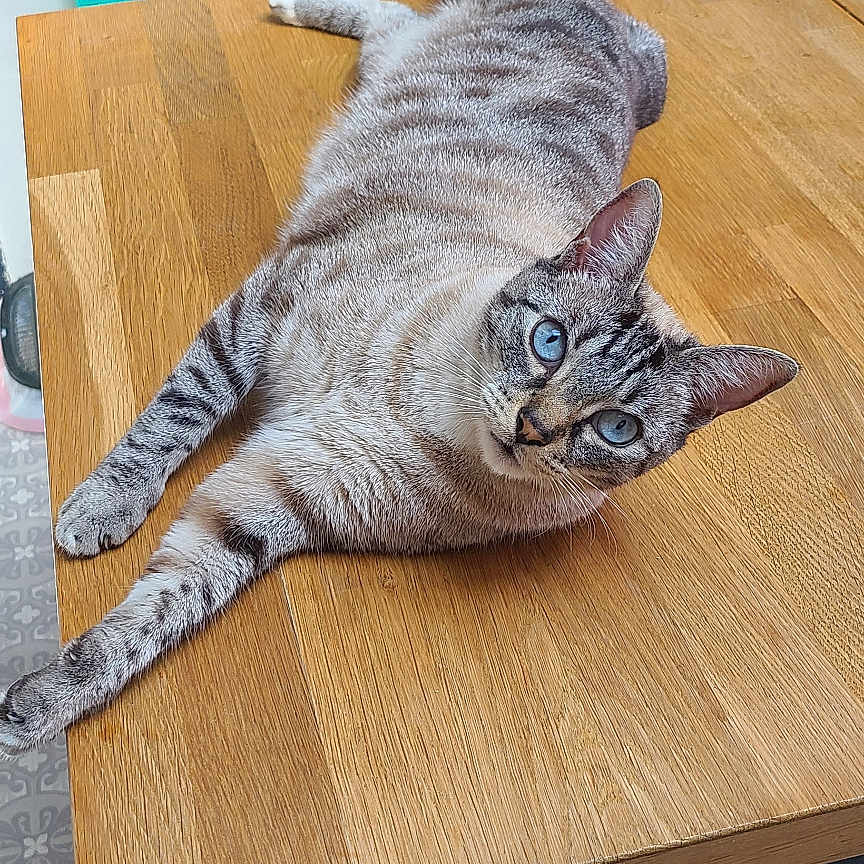 Floki participe au concours pour gagner de l'argent avec cette photo : blue_eyes, cat, chair, cozy, curious, domestic_cat, floor, furniture, houseplant, indoor, light, looking_at_camera, patterned_floor, pet, radiator, relaxed, stretching, striped, tabby, wooden_table
