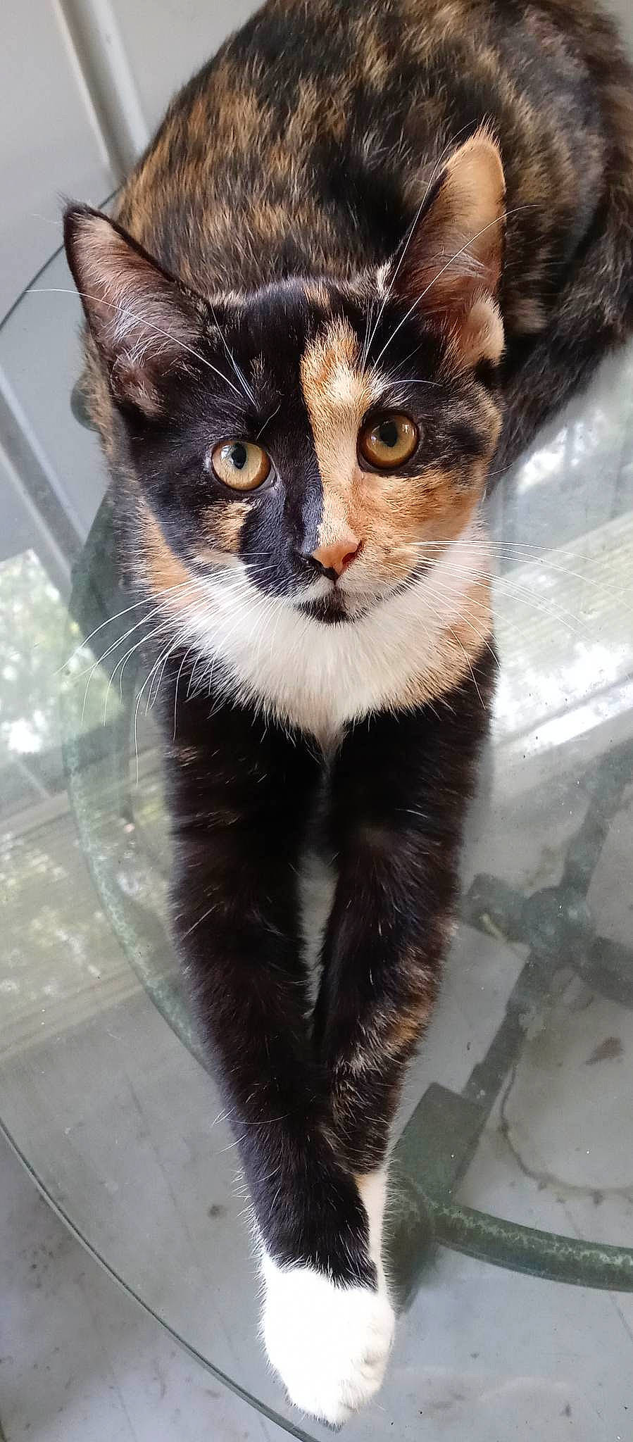 Cali