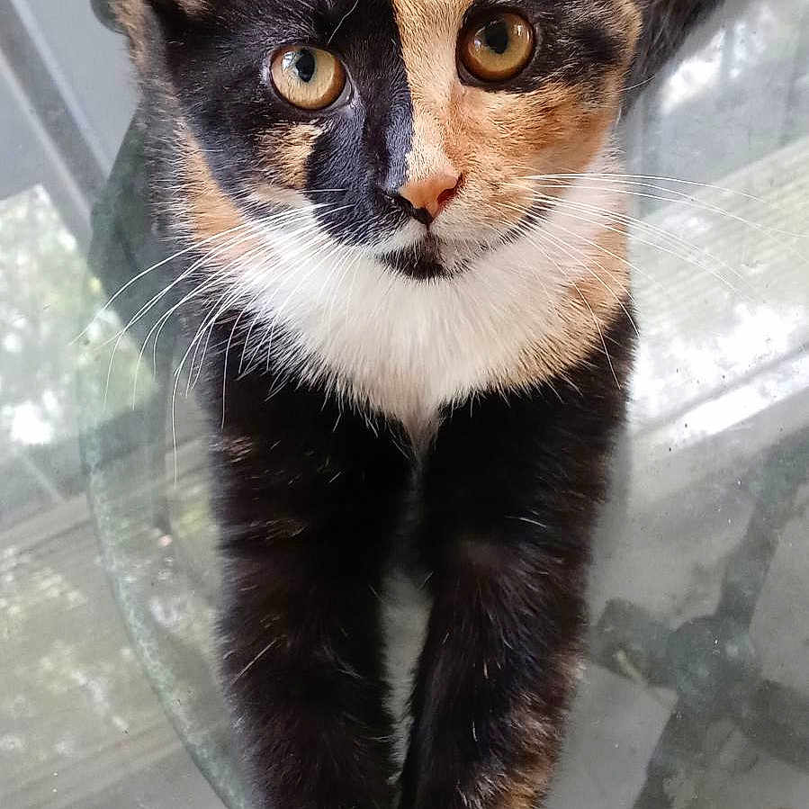 Cali
