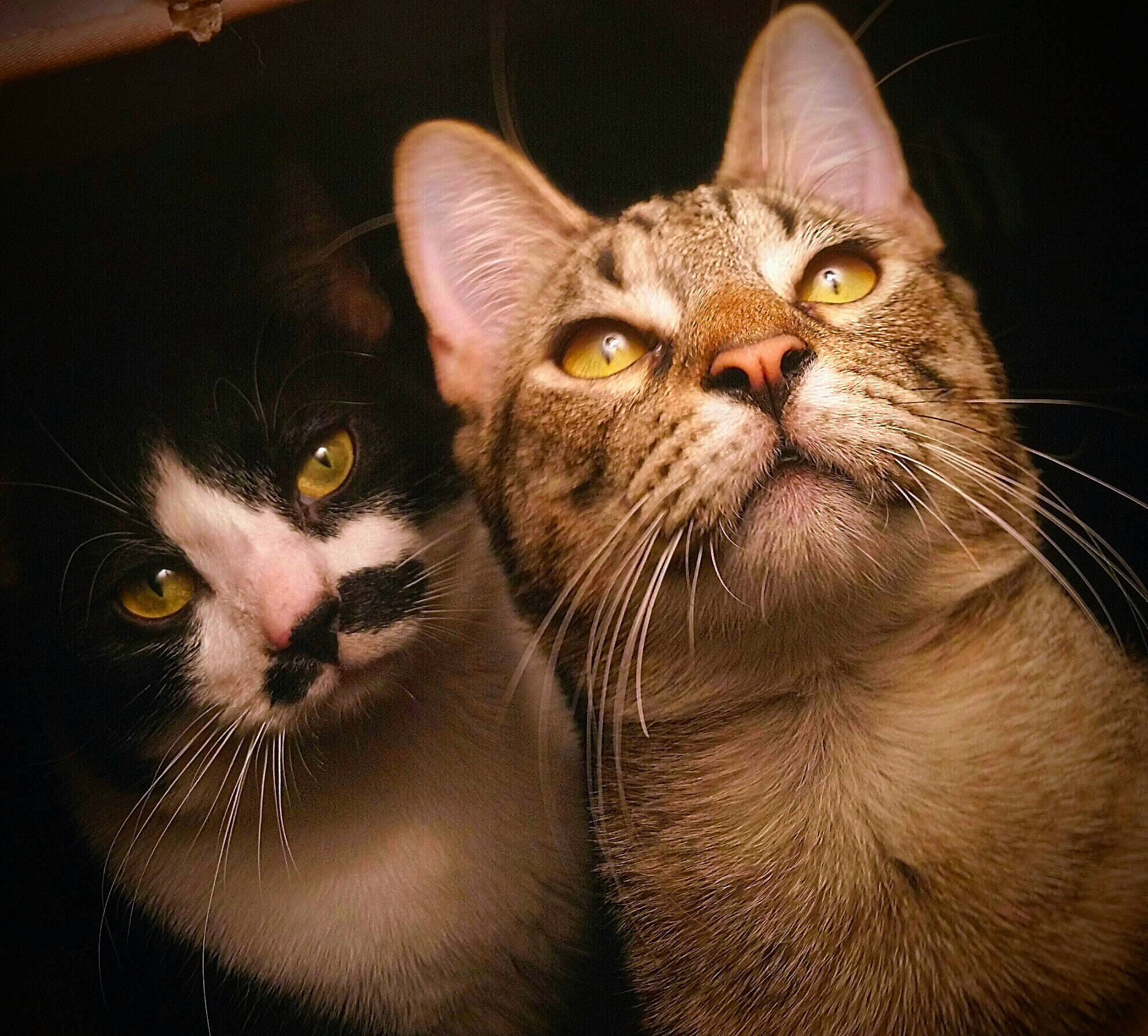 Rory And Ace