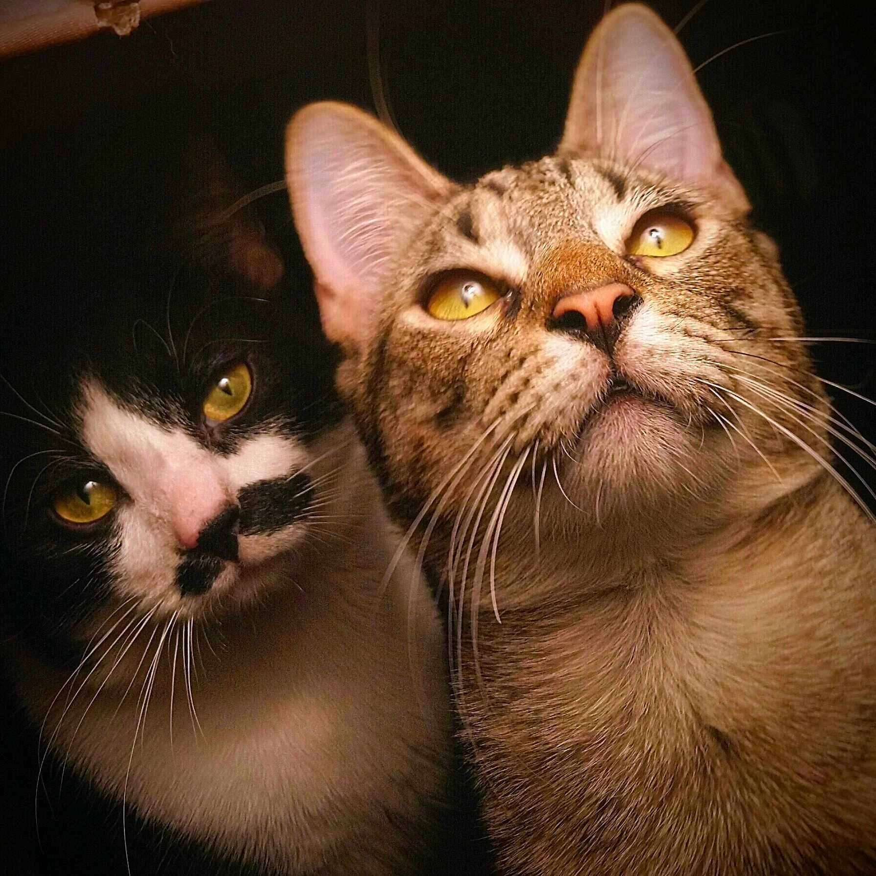 Rory And Ace