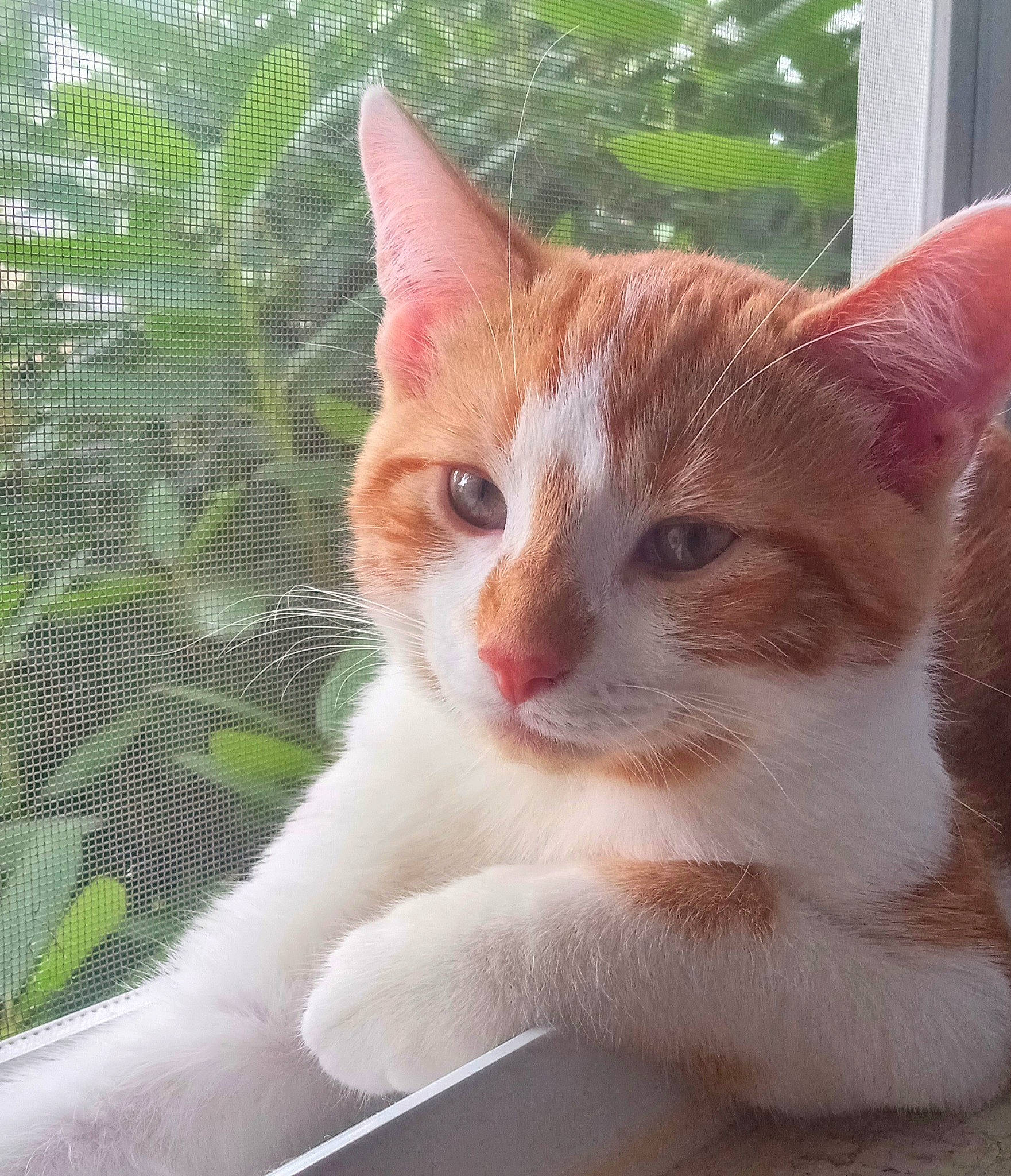 Vinnie