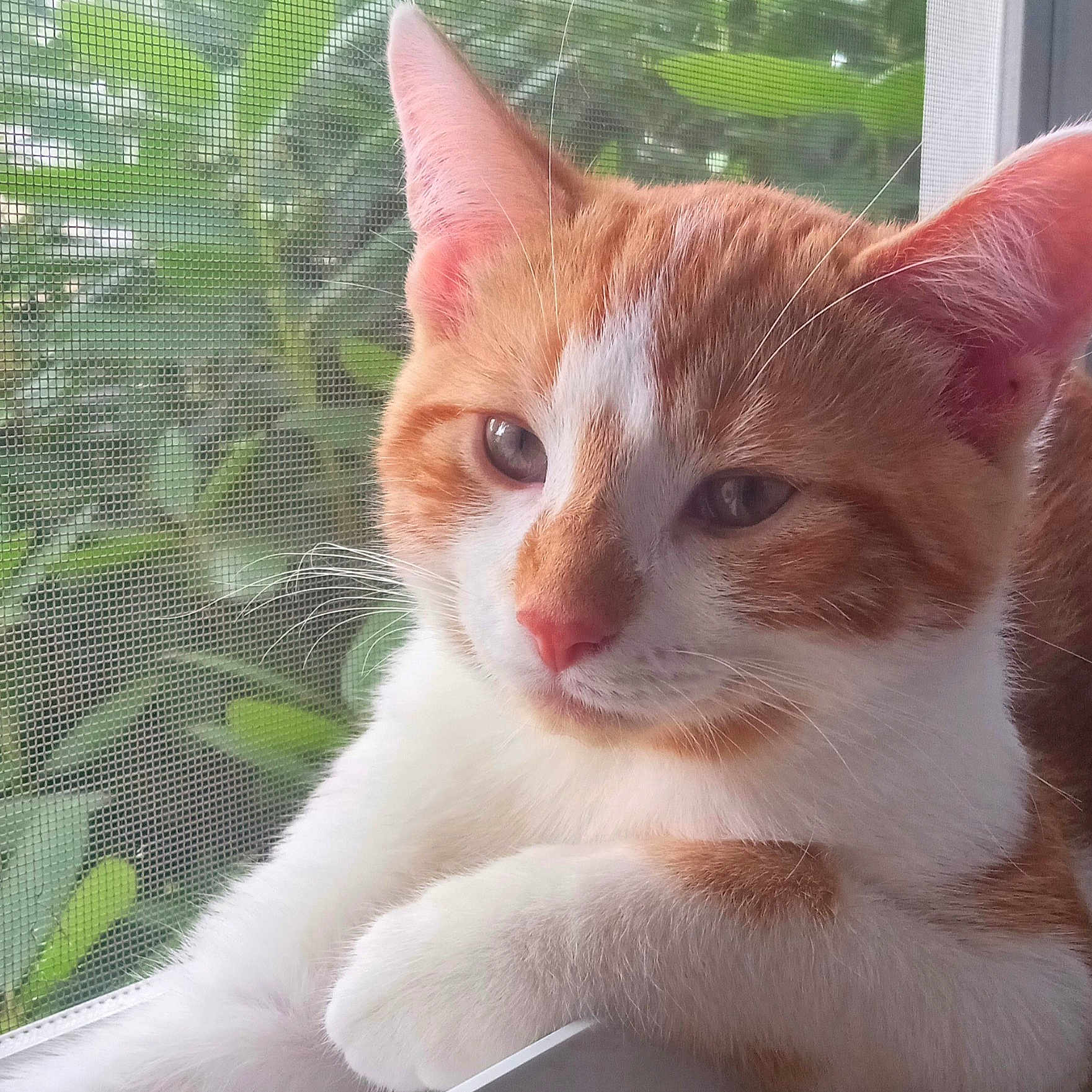 Vinnie