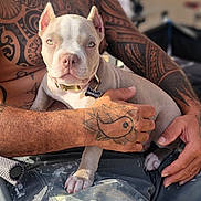Mahina joined the competition — help win amazing prizes! animal, close_up, collar, companion, cute, dog, hand, human_arm, light_fur, outdoor, paw, person, pet, pet_tag, portrait, puppy, relaxed, sitting, sunlight, tattoo