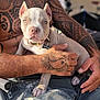 animal, close_up, collar, companion, cute, dog, hand, human_arm, light_fur, outdoor, paw, person, pet, pet_tag, portrait, puppy, relaxed, sitting, sunlight, tattoo
