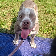 Mahina joined the competition — help win amazing prizes! dog, tongue, leash, grass, blue_blanket, sunlight, pet, canine, outdoor, happy, playful, animal, ears, snout, paws, fur, friendly, daylight, nature, looking_up