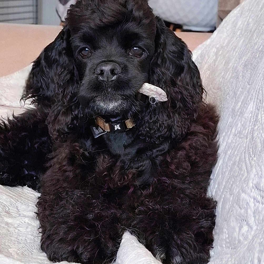 Abbye a rejoint le concours — aidez-le/la à gagner de superbes lots ! dog, black_dog, curly_fur, pet, animal, bone, collar, indoor, blanket, resting, cute, fur, canine, laying_down, domestic_animal, companion, relaxed, face, ears, snout