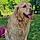 Savana