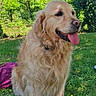 dog, golden_retriever, grass, outdoor, sunlight, tongue_out, pet, animal, nature, greenery, happy, canine, fur, sitting, summer, park, flower, leaf, daytime, collar