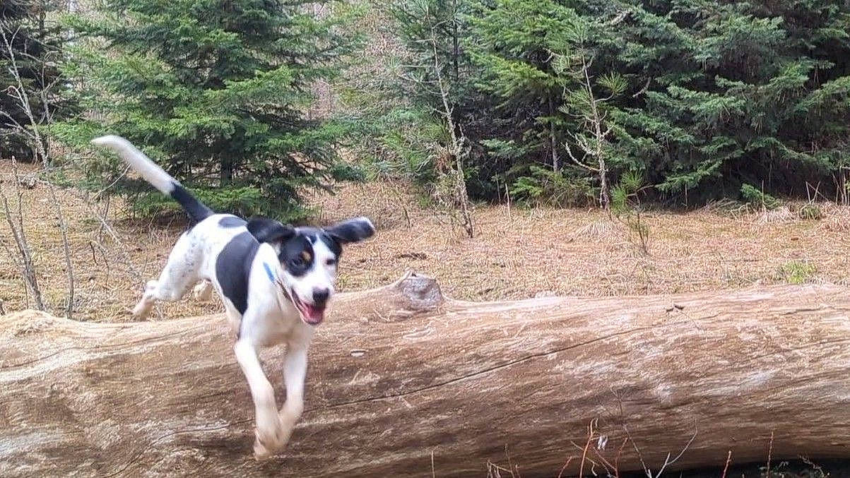 Esse joined the competition — help win amazing prizes! adventure, canidae, carnivore, collar, companion_dog, dog, dog_breed, dog_collar, forest, non_sporting_group, plant, snout, soil, sporting_group, tail, tree, walking, wood, working_animal, working_dog