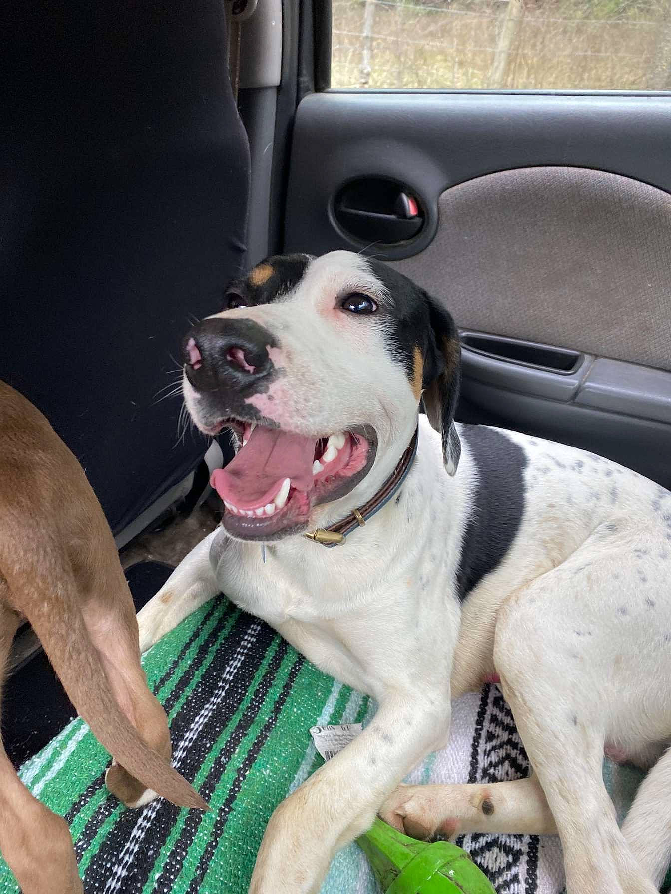 Esse is registered to the contest to win money with this photo: automotive_exterior, canidae, car, carnivore, collar, companion_dog, dog, dog_breed, dog_collar, fang, fawn, foot, smile, snout, sporting_group, vehicle, vehicle_door, window, windshield, working_animal