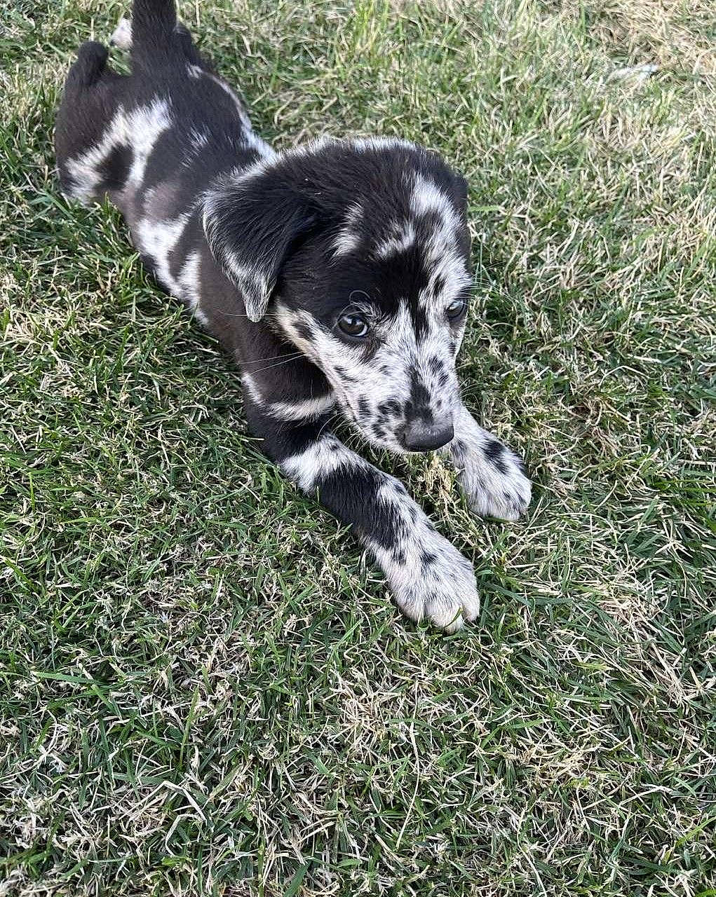 Oatmeal is registered to the contest to win money with this photo: canidae, carnivore, companion_dog, dalmatian, dog, dog_breed, grass, groundcover, herding_dog, hunting_dog, non_sporting_group, plant, puppy, soil, tail, terrestrial_animal, whiskers, working_animal, working_dog