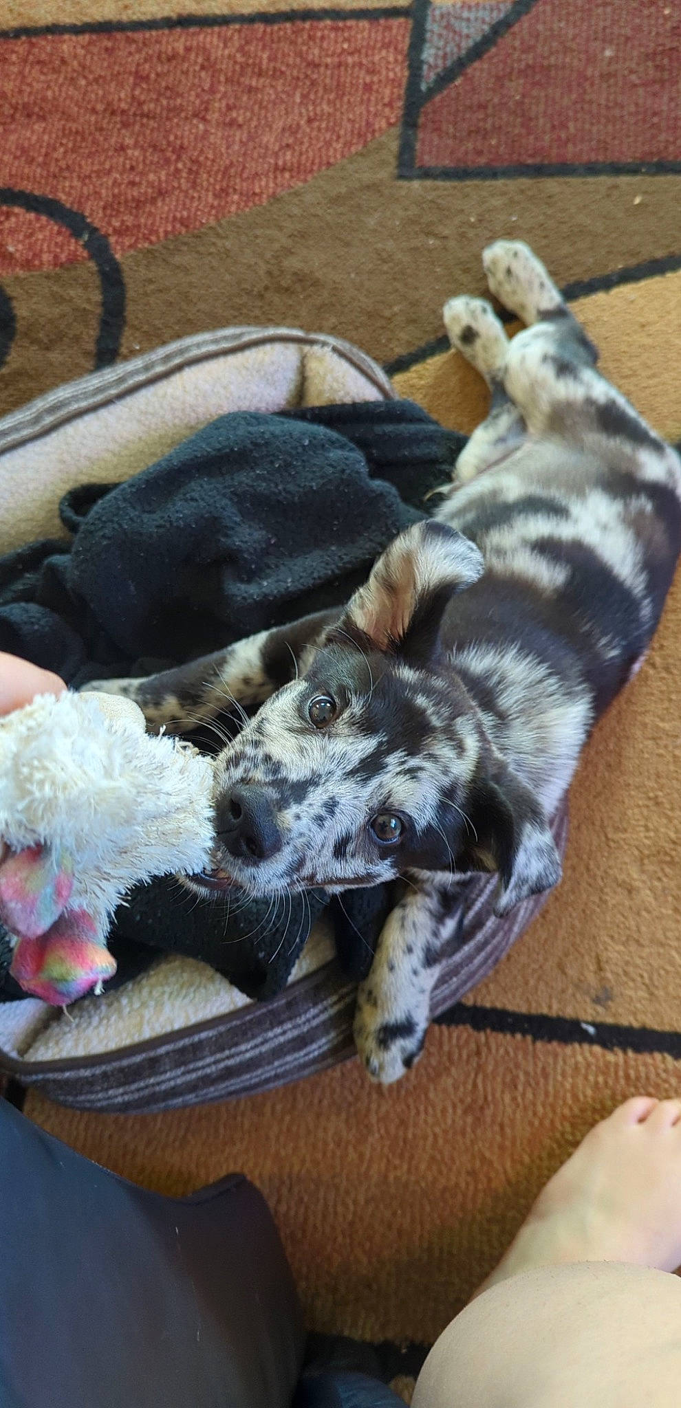 Oatmeal joined the competition — help win amazing prizes! bag, canidae, carnivore, collar, comfort, companion_dog, dog, dog_breed, dog_collar, dog_supply, fawn, fur, leash, luggage_and_bags, nap, non_sporting_group, paw, pet_supply, sporting_group, tail