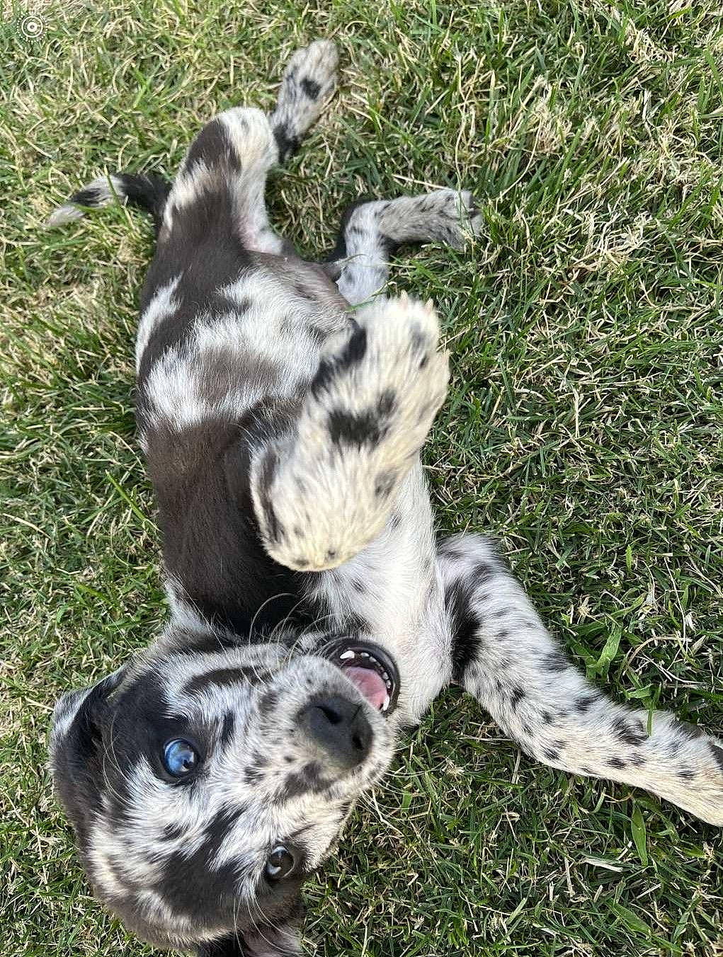 Oatmeal is registered to the contest to win money with this photo: australian_cattle_dog, australian_shepherd, australian_stumpy_tail_cattle_dog, canidae, carnivore, claw, companion_dog, dog, dog_breed, fur, grass, groundcover, herding_dog, koolie, snout, sporting_group, tail, terrestrial_animal, working_animal, working_dog