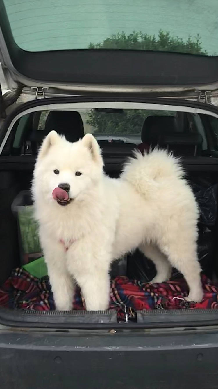 Inouk participe au concours pour gagner de l'argent avec cette photo : automotive_exterior, automotive_mirror, automotive_window_part, bumper, canidae, carnivore, companion_dog, dog, dog_breed, family_car, german_spitz_klein, glass, hood, rear_view_mirror, samoyed, spitz, sporting_group, tongue, vehicle_door, windshield
