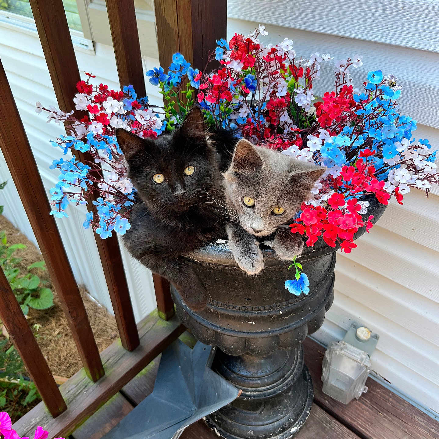 Tom And Jerry